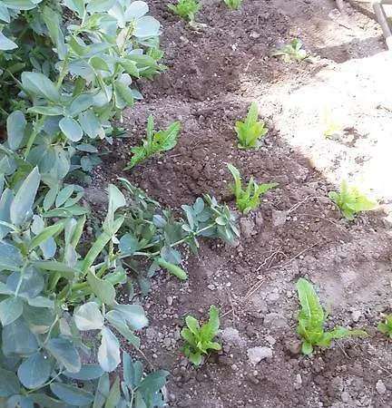 Sweetposeidon Hotel Forio (Isola d'Ischia)