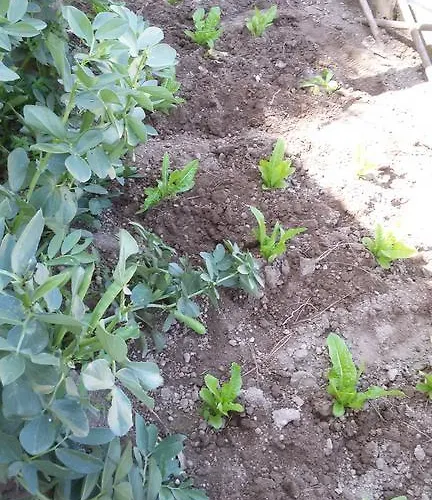 Sweetposeidon Szálloda Forio di Ischia