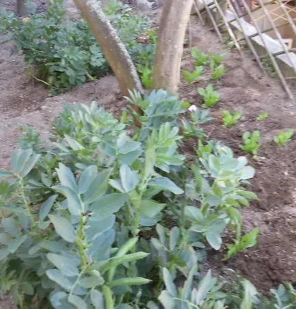 Otel Sweetposeidon 3*